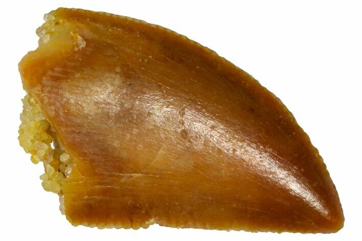 Serrated Raptor Tooth - Real Dinosaur Tooth #361056
